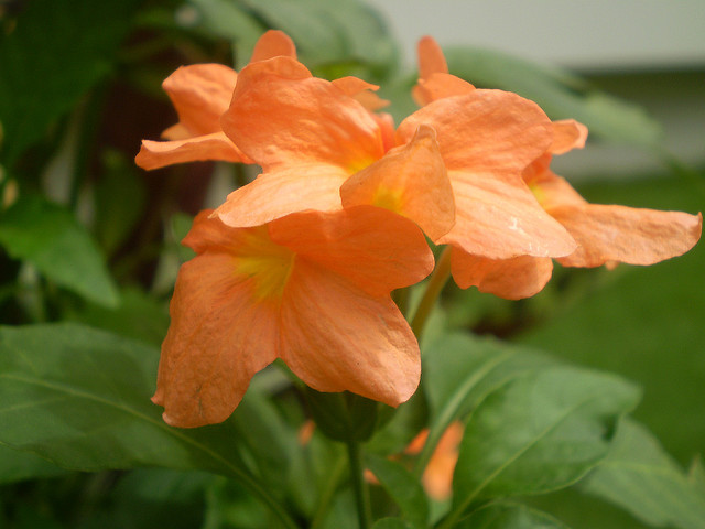 Aphelandra