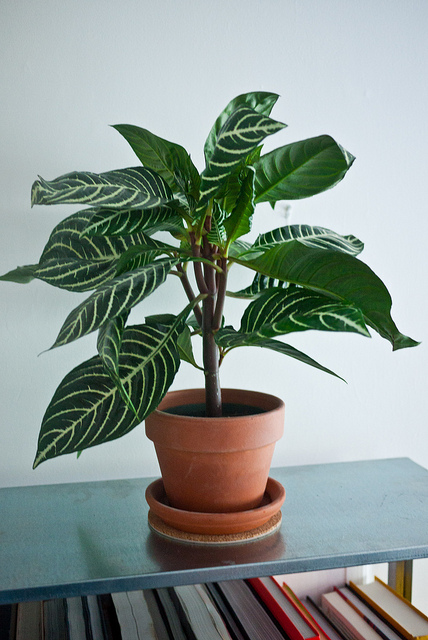 Aphelandra