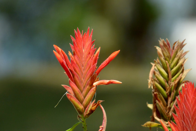 Aphelandra tetragona