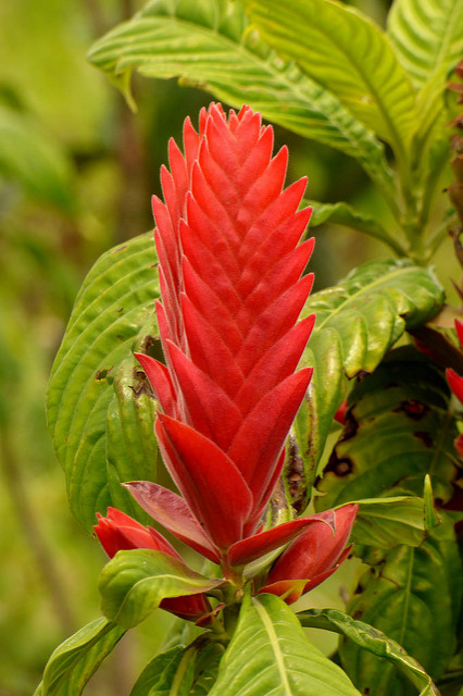 Aphelandra tetragona