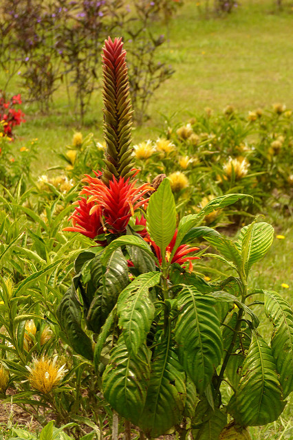 Aphelandra tetragona