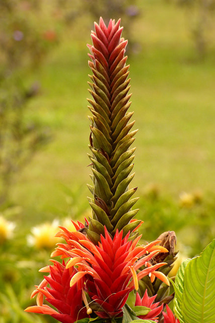 Aphelandra tetragona