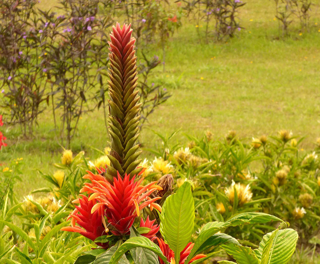 Aphelandra tetragona
