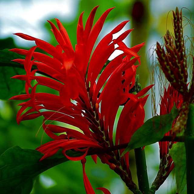 Aphelandra tetragona