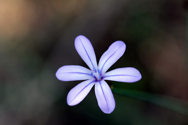 Aphyllanthe de montpellier (Aphyllanthes monspeliensis)