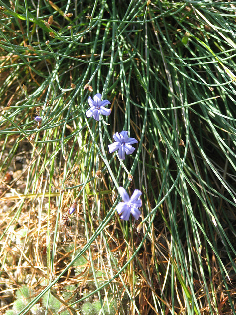 Aphyllanthe de montpellier