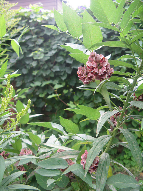 Haricot sauvage (Apios americana)