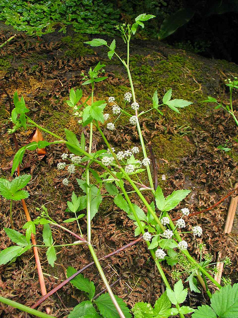Ache faux cresson (Apium nodiflorum)