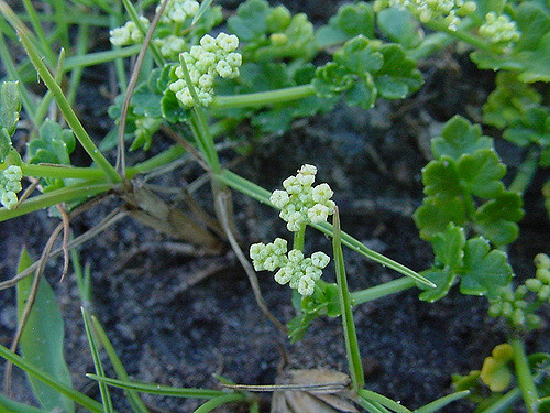 Apium prostratum (Apium prostratum)