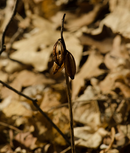 Aplectrum hyemale