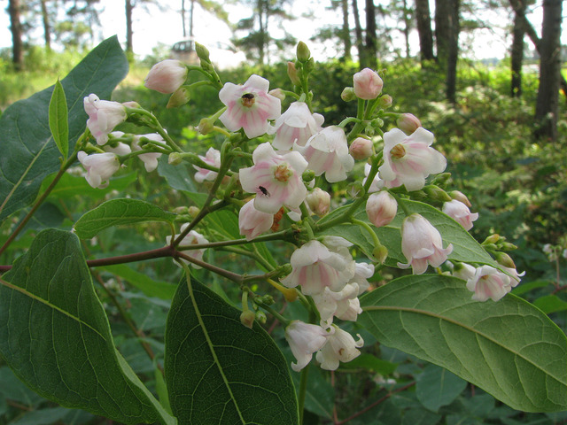 Apocynum androsaemifolium