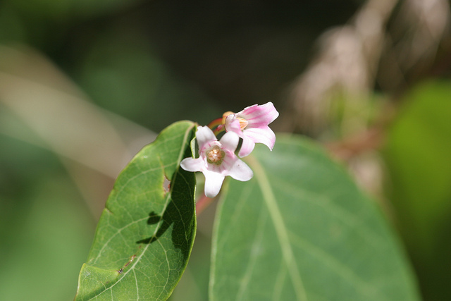 Apocynum androsaemifolium