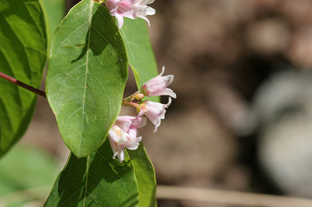 Apocynum androsaemifolium