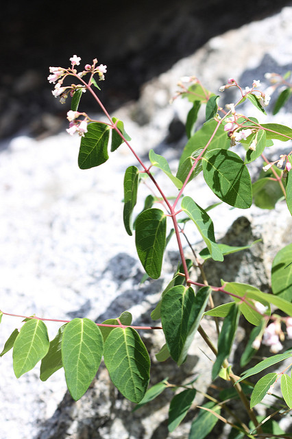 Apocynum androsaemifolium