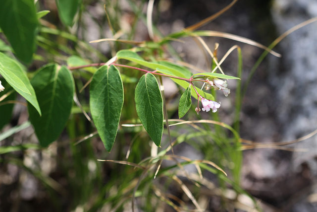 Apocynum androsaemifolium