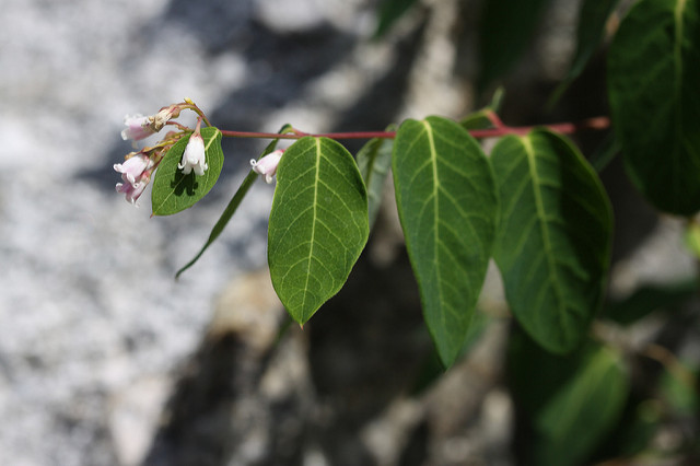 Apocynum androsaemifolium (Apocynum androsaemifolium)
