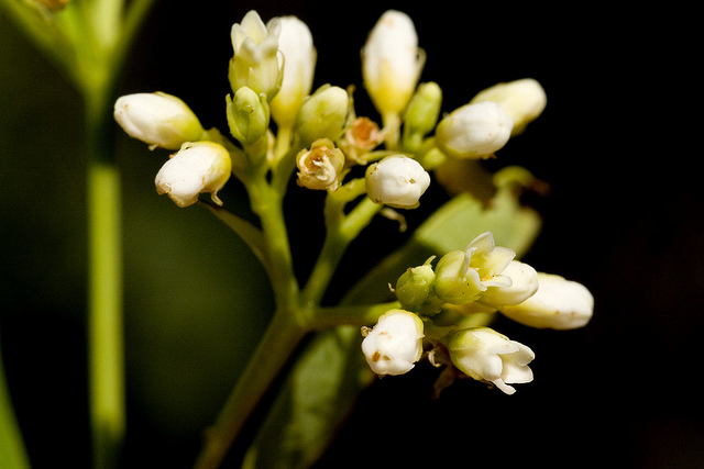 Apocyne chanvrin