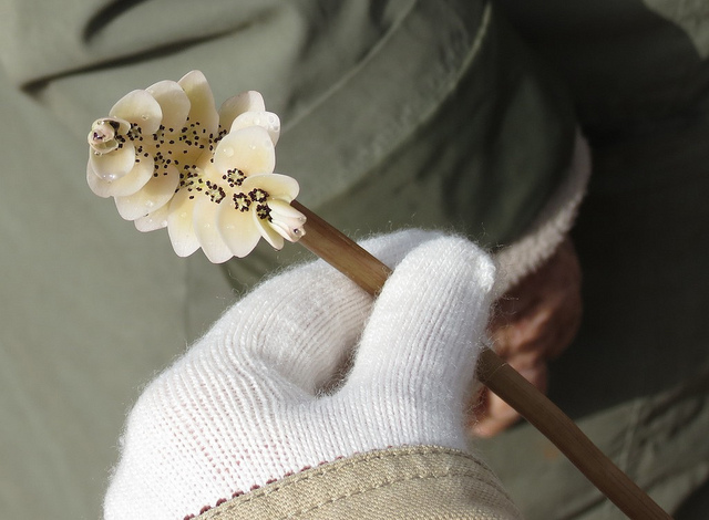 Aponogéton odorant (Aponogeton distachyos)