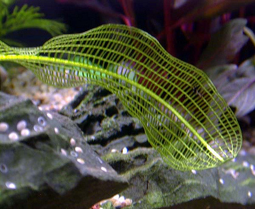 Aponogeton madagascariensis