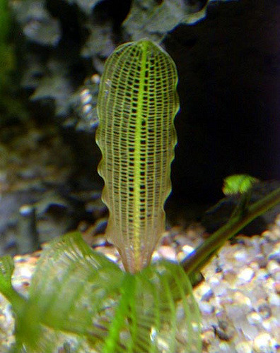 Aponogeton madagascariensis