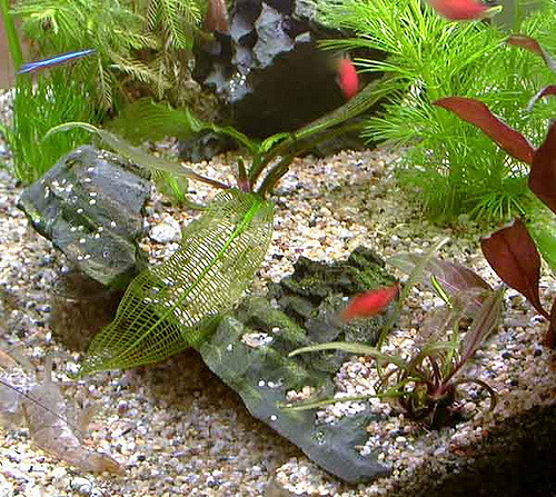 Aponogeton madagascariensis (Aponogeton madagascariensis)