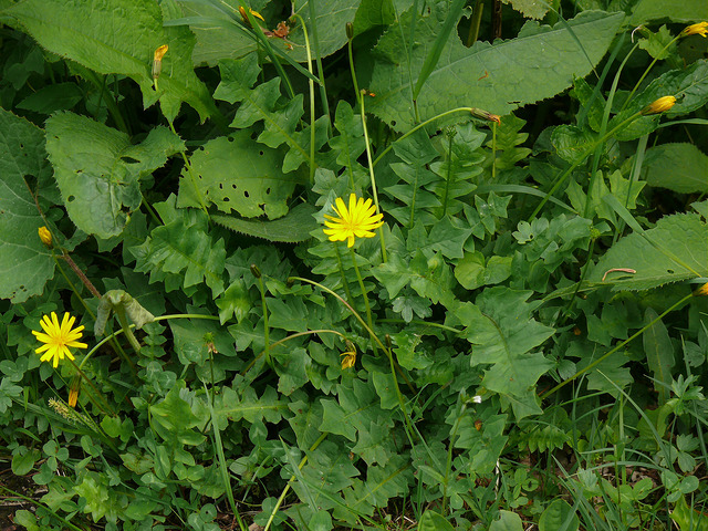 Aposéris fétide (Aposeris foetida)