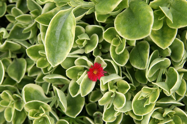 Ficoïde à feuilles en cœur (Aptenia cordifolia)