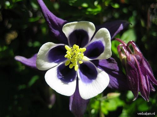Ancolie des alpes (Aquilegia alpina)
