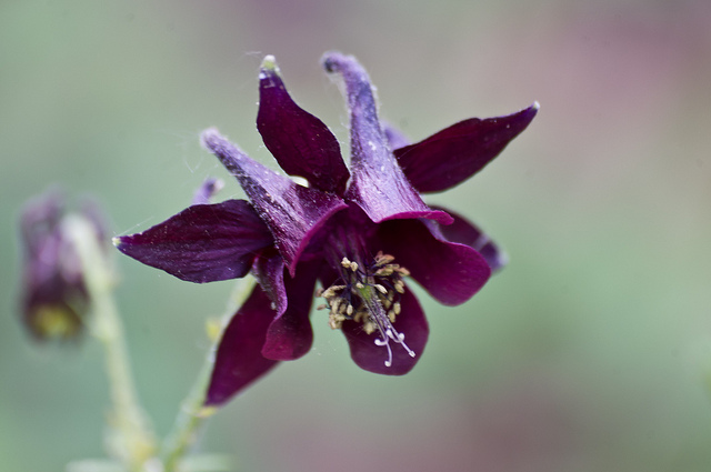 Ancolie noirâtre (Aquilegia atrata)