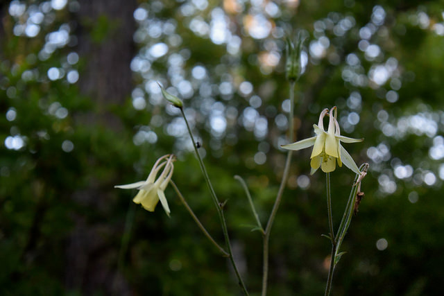Aquilegia buergeriana