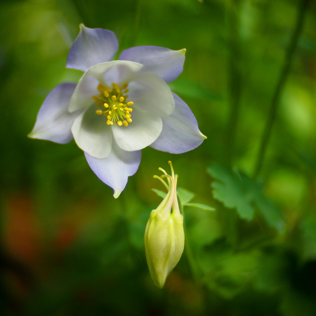Aquilegia buergeriana