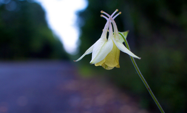 Aquilegia buergeriana (Aquilegia buergeriana)