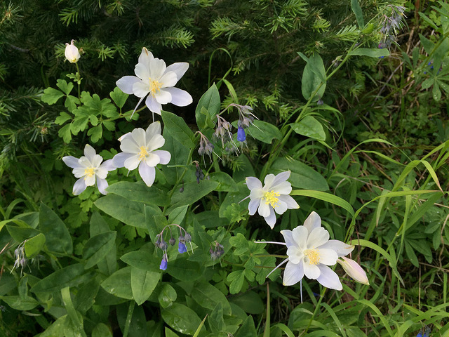 Ancolie bleue à fleurs précoces