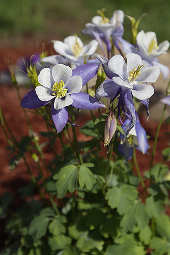 Ancolie bleue à fleurs précoces