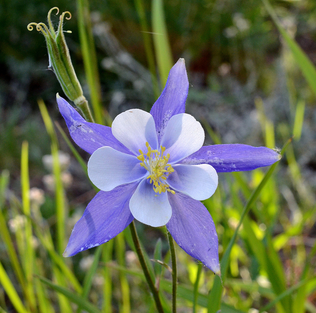Ancolie bleue à fleurs précoces (Aquilegia caerulea)