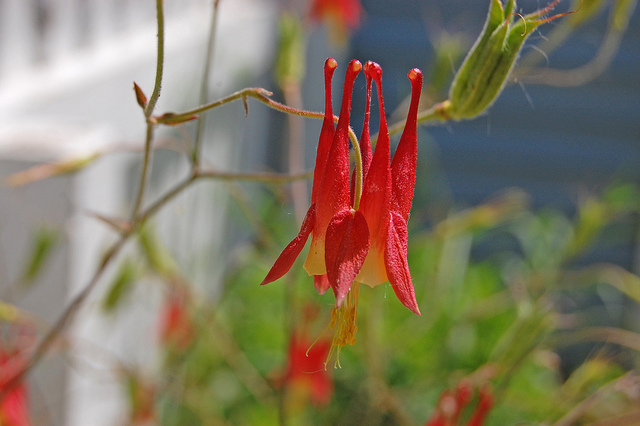 Ancolie du canada (Aquilegia canadensis)