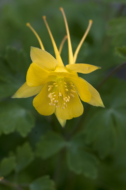 Ancolie à fleurs jaunes (Aquilegia chrysantha)
