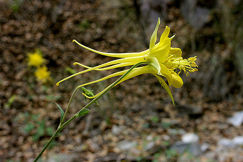 Ancolie à fleurs jaunes