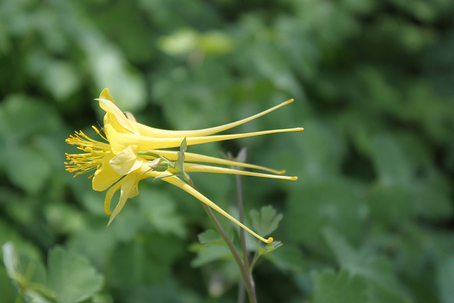 Ancolie à fleurs jaunes