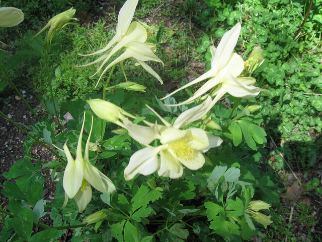 Ancolie à fleurs jaunes