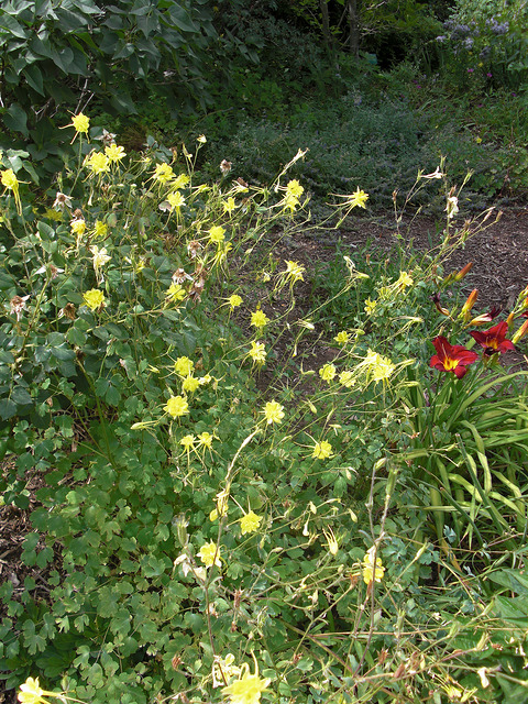 Ancolie à fleurs jaunes