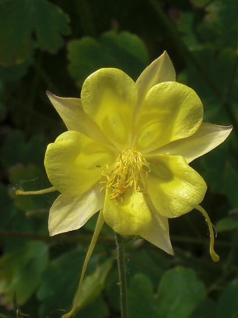 Ancolie à fleurs jaunes