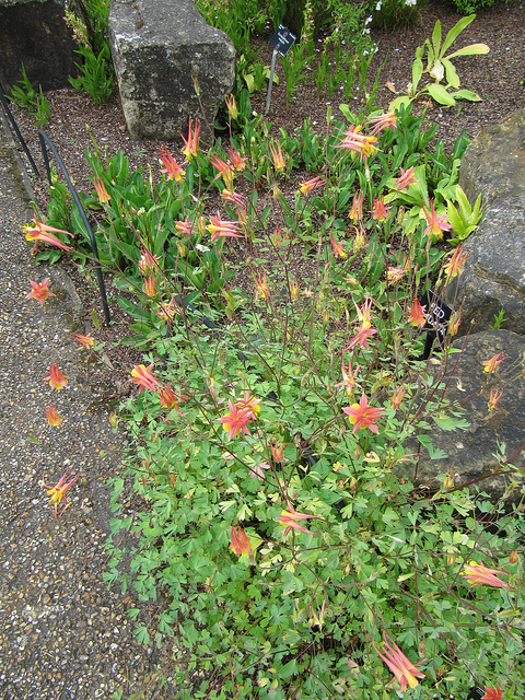 Aquilegia desertorum