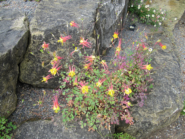 Aquilegia desertorum