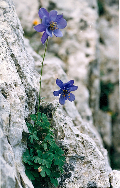 Ancolie de einsele (Aquilegia einseleana)