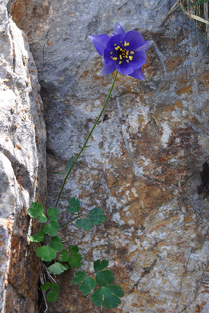 Ancolie de einsele