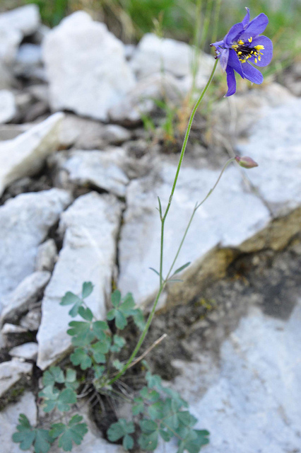 Ancolie de einsele