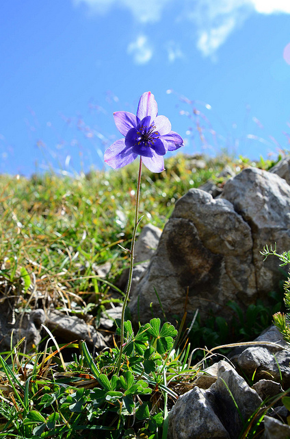 Ancolie de einsele