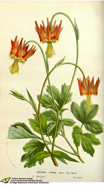 Aquilegia eximia