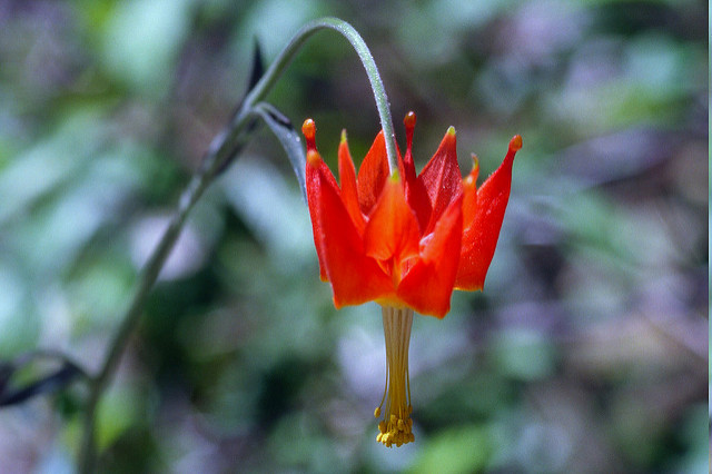 Aquilegia eximia